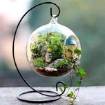 Terrariums