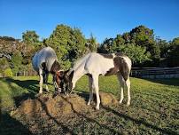 Introduction to Equine Nutrition Clinic