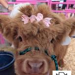 Boots and Mini Moo's Highland Cows!