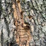 Training – Ash Tree Identification and GCS locator (In person)