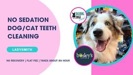 Dog/Cat Teeth Cleaning - Ladysmith