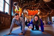 NY Goat Yoga Class