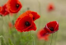 The Story of the Poppy: ANZAC Storytime and Craft