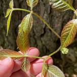 Spring Tree & Shrub ID