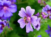 Cox Monett Auxiliary Hanging Basket Sale