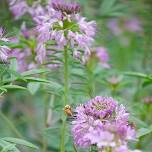 Flower Power: Enhancing Veggies with Pollinator Plants – with Linda L