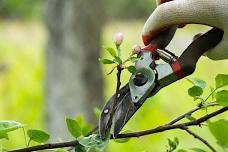 Pruning Workshop - Friday, March 22, 2024