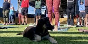 Rescue Puppy Rooftop Yoga!