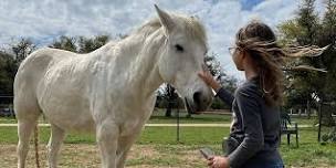 Kids + Horses: Beginner Horsemanship + Equine Assisted Learning Trial Class