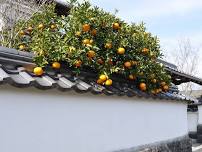 Hagi Summer Citrus Festival