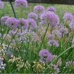 Pollinator Party at Schramm