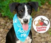 Rowley Farmhouse Ales hosts adoption event