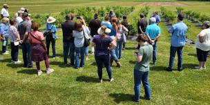 UT Institute of Agriculture to Host Fruits of the Backyard Field Day in Spring Hill