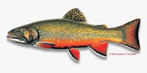 Brook Trout Sale