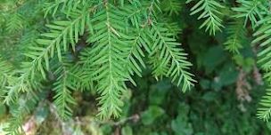 Cutthroat Climb Wetland and Forest Guided Nature Hike