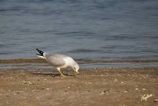 BIRDING AND OTHER NATURE ADVENTURES BY JON NYLEN AND LEESA MCNEIL