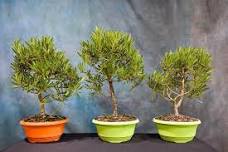 Dasu Raft Dwarf Arborvitae Bonsai Workshop — Midwest Bonsai Society