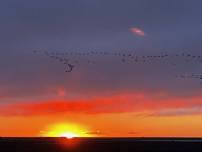 Playing on the Playa: Migratory Birds