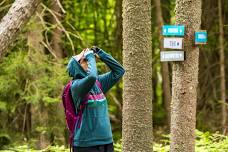 Birding for Connection in Mixed Forest Habitat