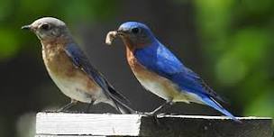 The Early Bird Gets the Worm - Bird ID Hike