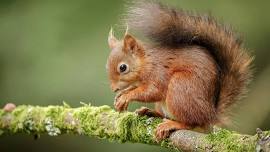 Squirrel Safari at Fyvie Castle