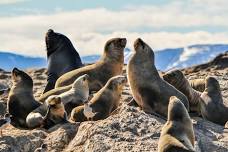 From La Paz: Swim with Sea Lions & Espíritu Santo Boat Tour