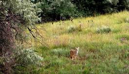 Guided Nature Tour