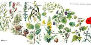 Beginner Botany + Field Study - 2 Day Workshop