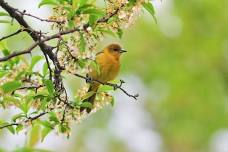 Beginner Birding and Nature Adventurepack Program Olathe