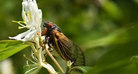 Family Drop In: Cicada-Palooza!