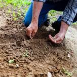 Gardening at Ladybarn Park