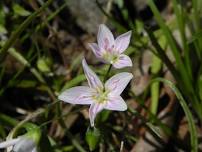 Naturalist Walk: Spring Birds & Blooms