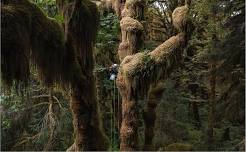 Don't forget to look up!: Fantastic fungi and where to find them with Dr. Korena Mafune — Museum of Northwest Art