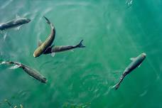 Aquarium Feeding at The Wetlands Institute (Weekdays, Summer)