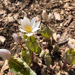 Spring Wildflower Hike