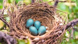 Preschool Nature Connections: Nests (Ages 3+)