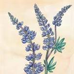 Paint Your Own Lupine Illustration with Watercolor