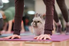 Eden Prairie Bunny Yoga with RRMN