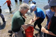 Seining by the Shoreline