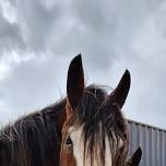 Animal reiki with Allison at Harmony Fields