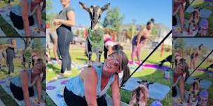 Goat Yoga Las Colinas!