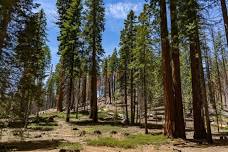 California Forest Soils Council Summer Field Tour