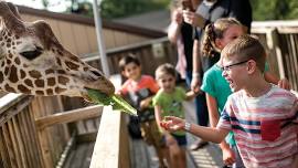 Breakfast With the Giraffes