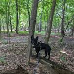 Barkour Adventure Walk - Walton Woods