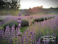 Sunset At The Lavender Farm Event 6/22/2024