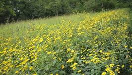 The Unseen Prairie