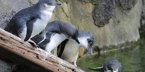 Secrets of The Sea With Auckland Zoo