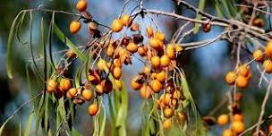 Native Bush Medicine Workshop