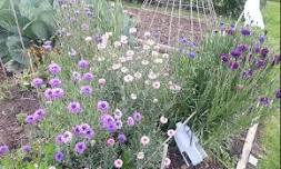 Green Island Community Garden Open Day — Wild Dunedin