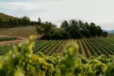 Educational Vineyard & Winery Tour